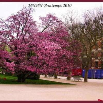Printemps au jardin des plantes de Paris