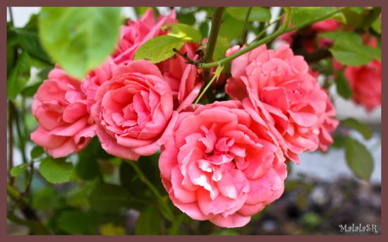 Rose la belle