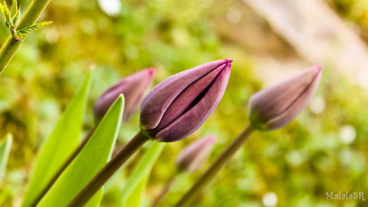 Tulipes