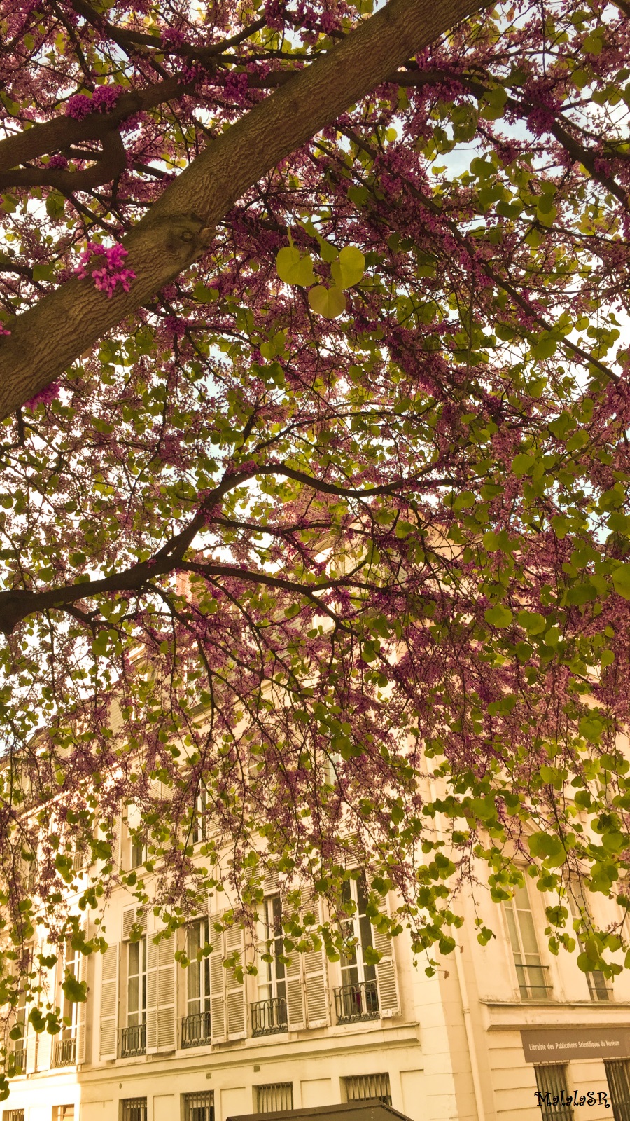 Jardin des Plantes 