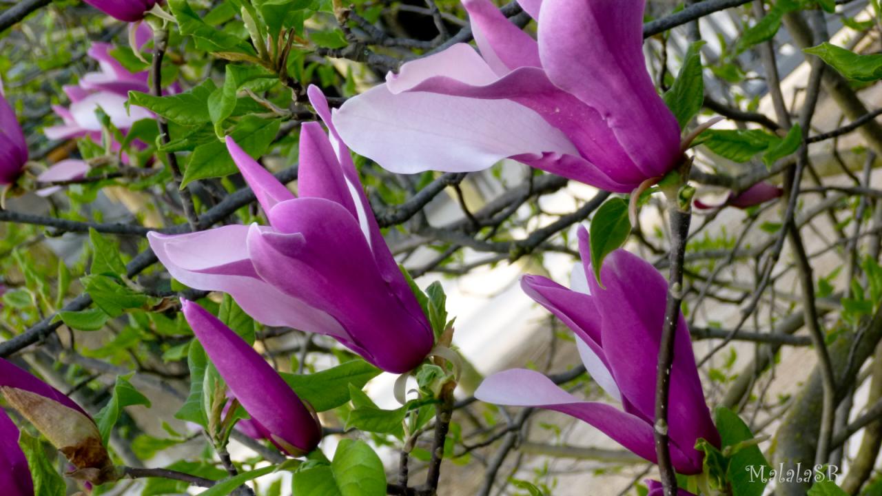 Magnolias