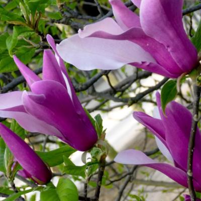 Spring