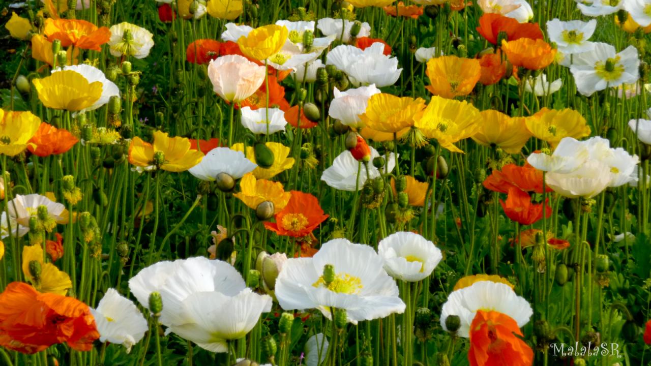 Coquelicots
