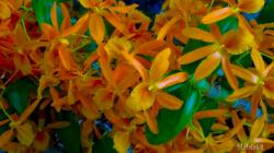 Orchids MalalaSR