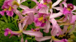 Orchids MalalaSR