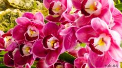 Orchids MalalaSR