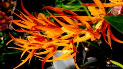 Orchids MalalaSR