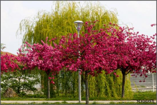 spring-03-1.jpeg