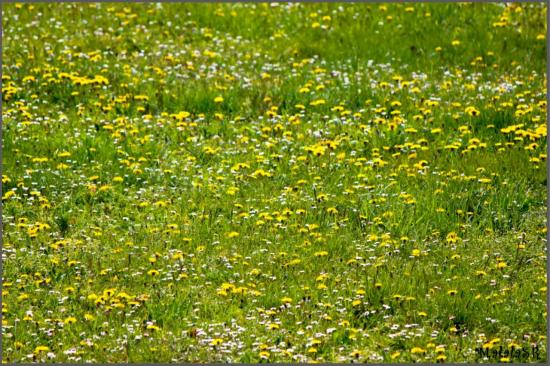 spring-06-1.jpeg
