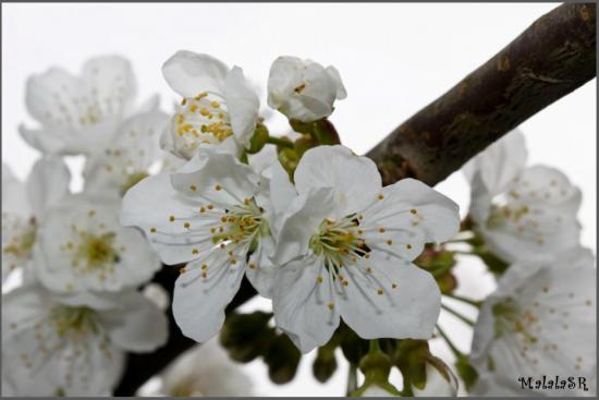 spring-15-1.jpeg