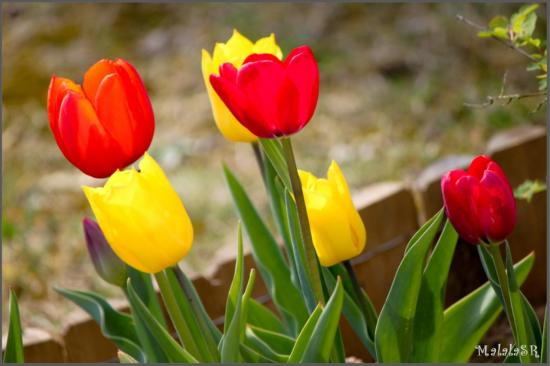 spring-16-1.jpeg
