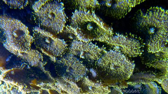 Tresors de la mer malalasr 4