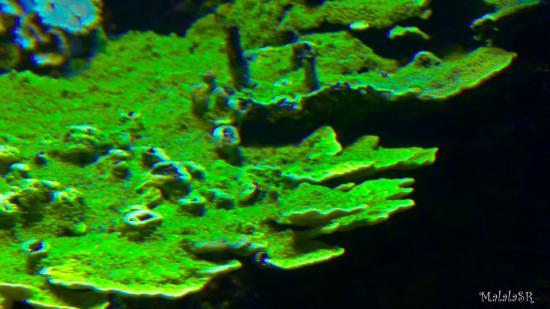 Tresors de la mer malalasr 8